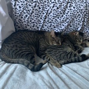 Meet your Posher, Paige